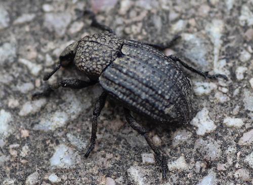 Minyops carinatus
